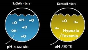 Nedir Bu Alkali Su-Asidik, Alkali hücre farkı