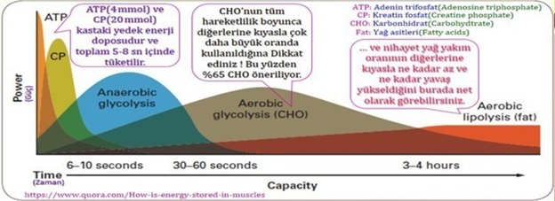 Neden unlu mamuller yemeliyiz-Vücut enerji kullanım öncelikleri