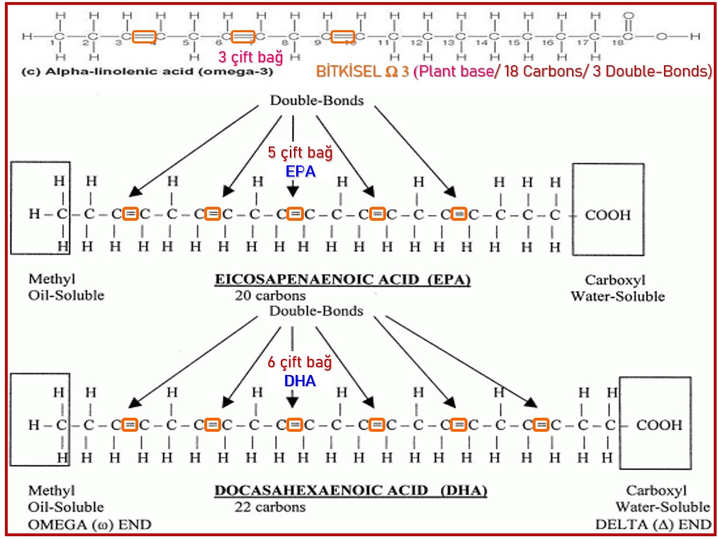 Omega 3 ile İlgili Önemli Ayrıntılar-Omega 3 açık formülleri